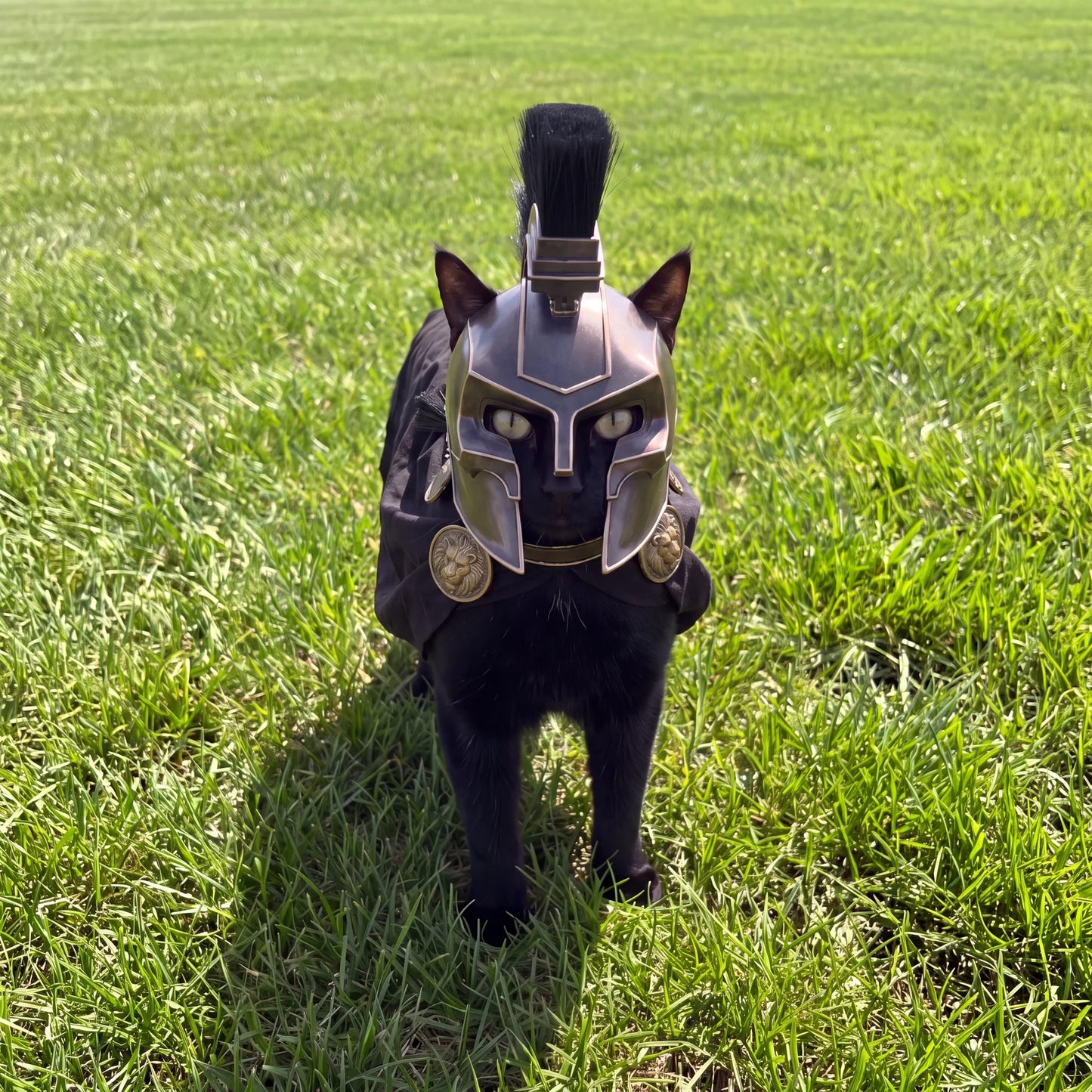 Myth Paws Greek Costume
